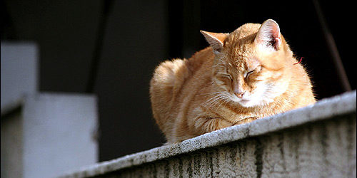 рыжая кошка на балконе