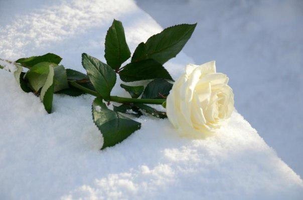 белая роза на снегу