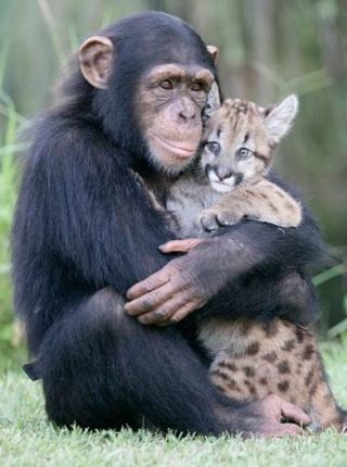 шимпанзе прижимает к себе детеныша леопарда
