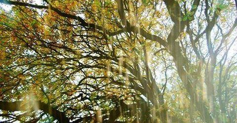 блики солнечного света на деревьях