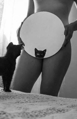 кошка смотрится в зеркало