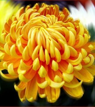 желтый цветок со множеством узких лепестков