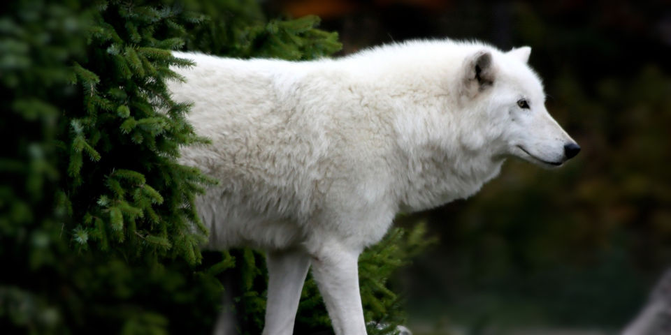 Главный враг Белого Волка