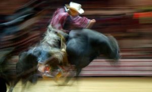 человек скачет верхом на быке