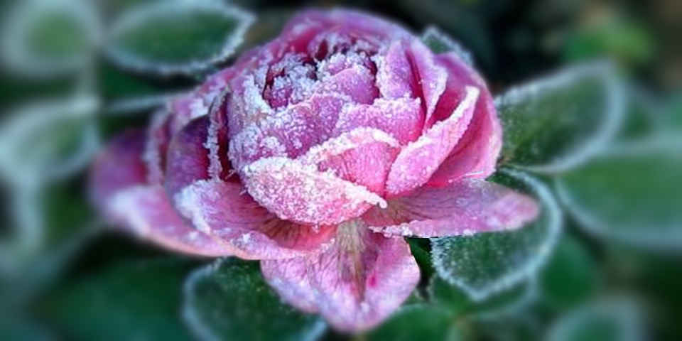 Ричард Бах: Советы для мессий