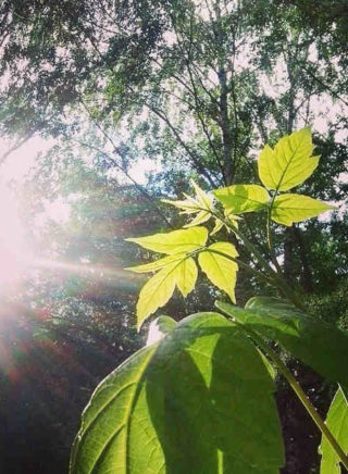 солнечный свет падает на листья дерева